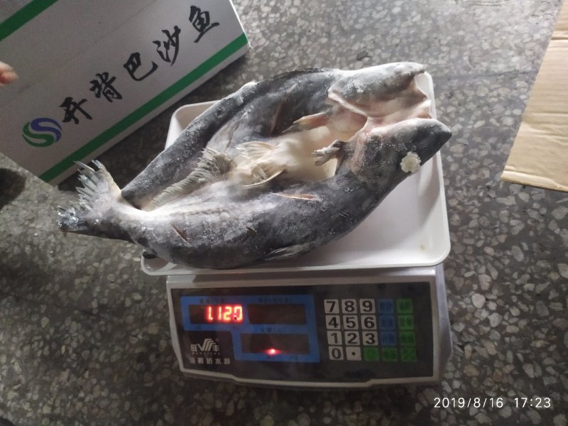 开背巴沙鱼