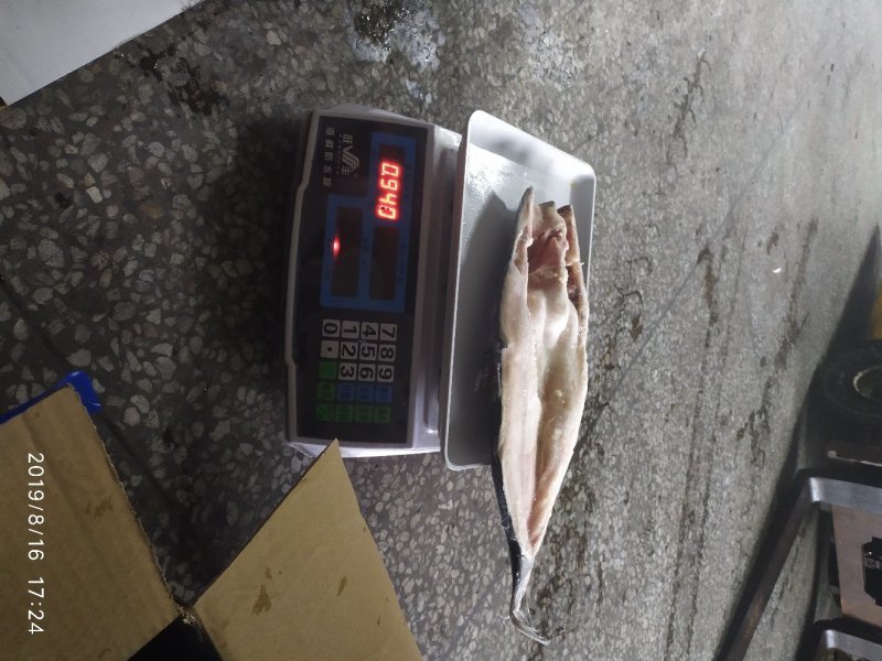 开背巴沙鱼