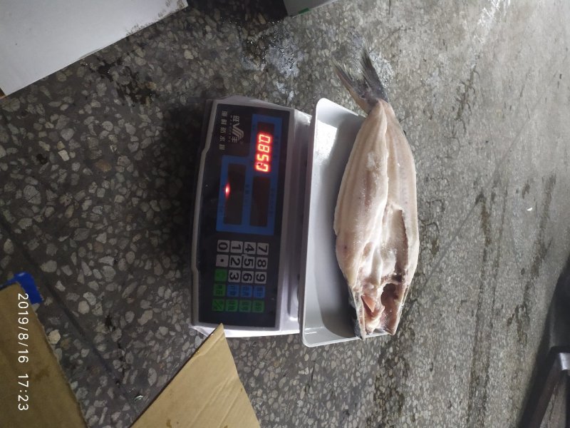 开背巴沙鱼