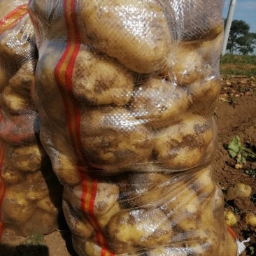 沽源土豆上市品种齐全价格美丽颜色属性过硬