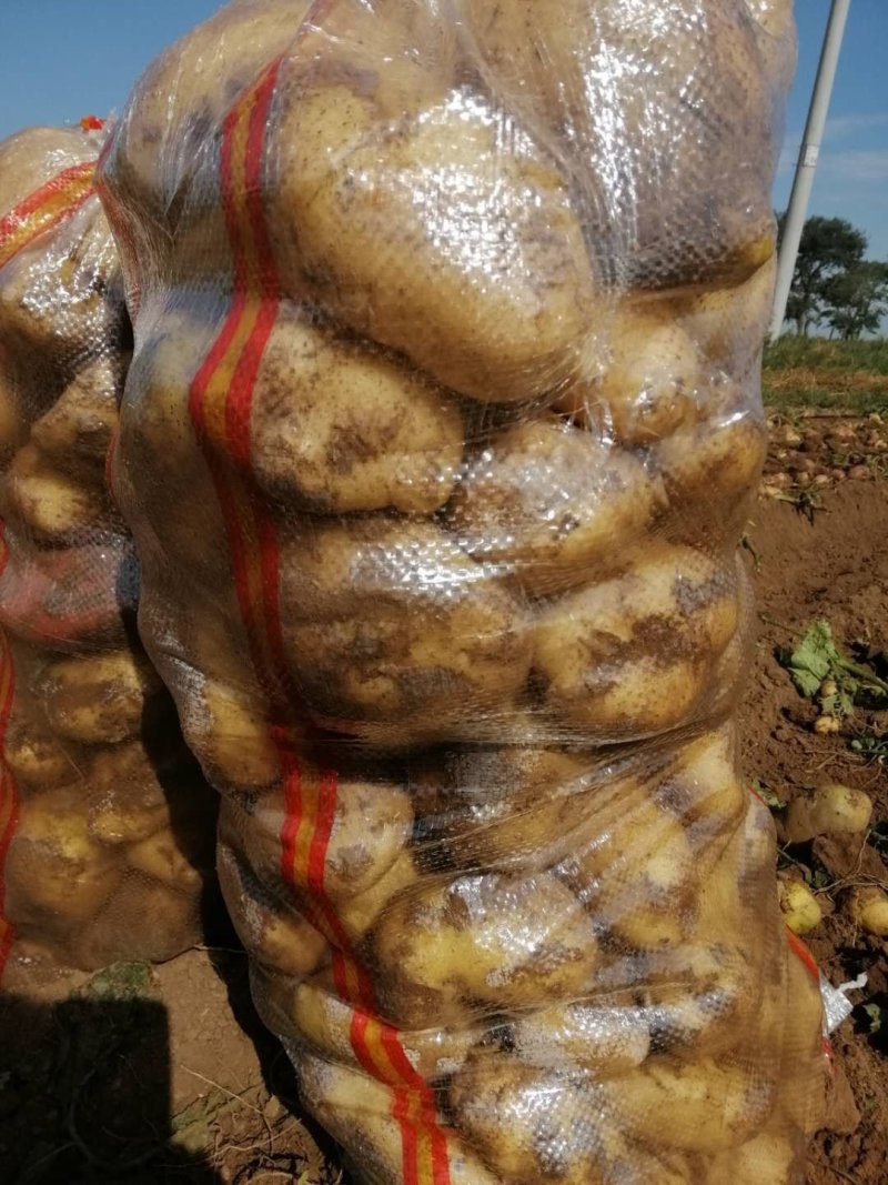 沽源土豆上市品种齐全价格美丽颜色属性过硬