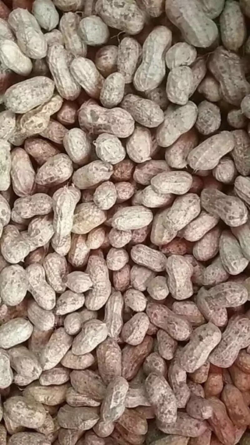 小白沙，四粒红鲜花生