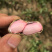 小白沙，四粒红鲜花生