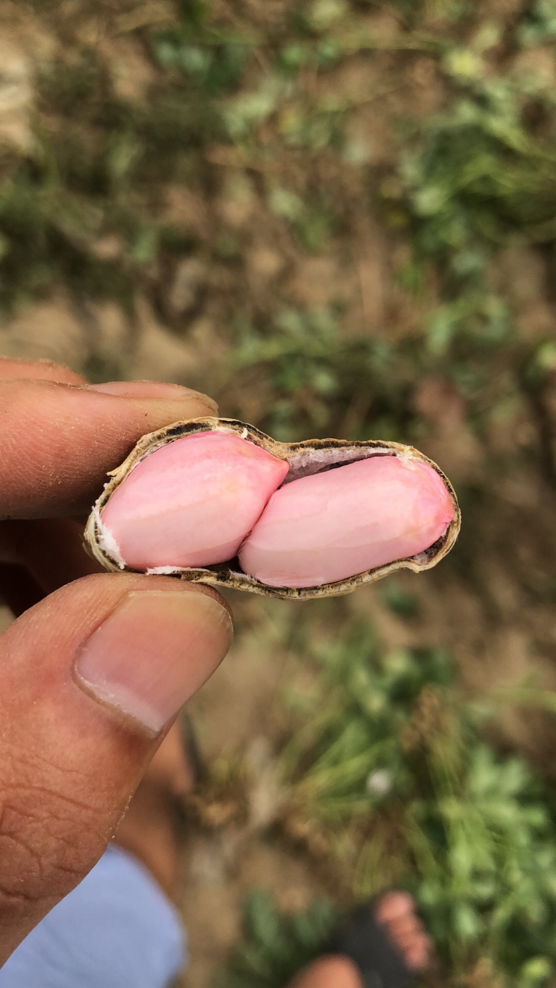 小白沙，四粒红鲜花生