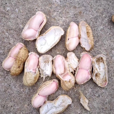 小白沙，四粒红鲜花生