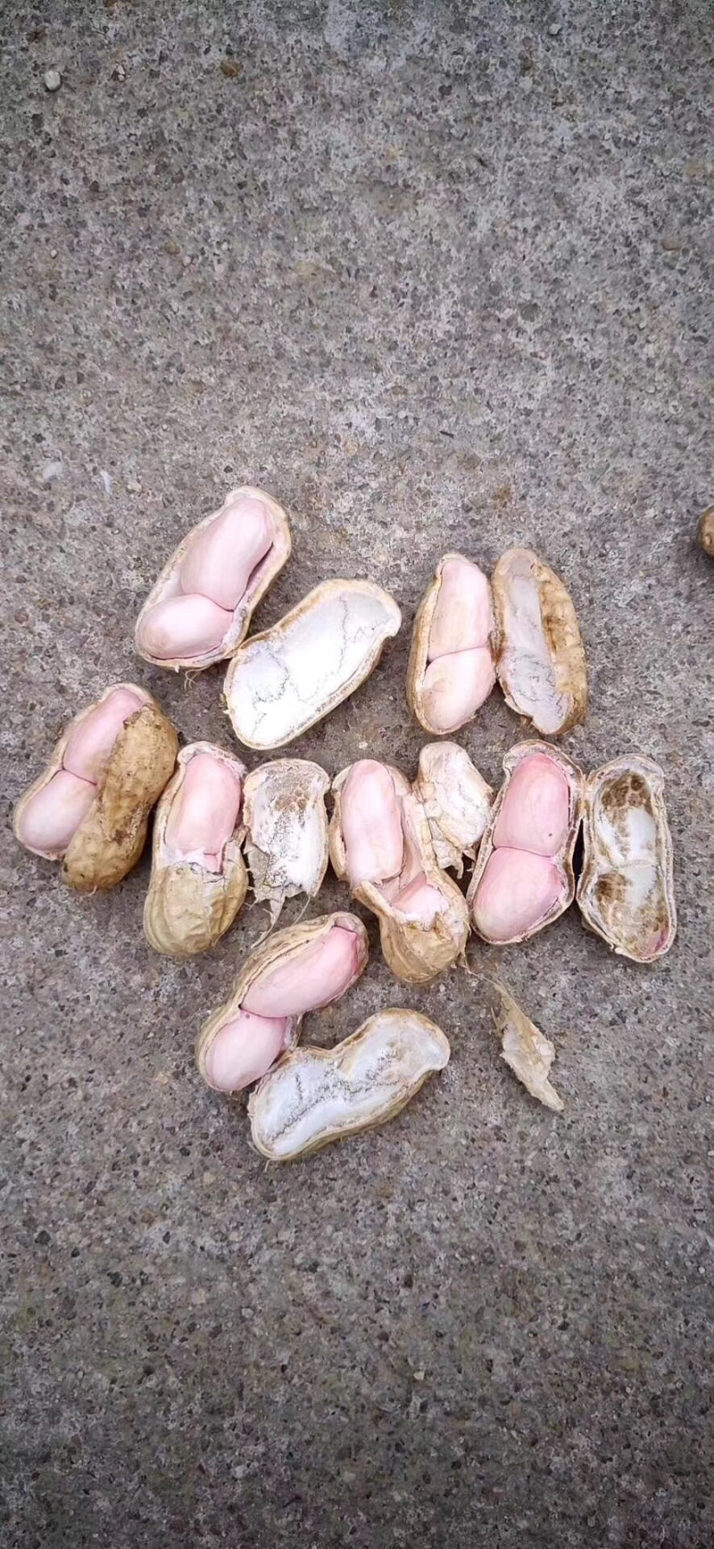 小白沙，四粒红鲜花生