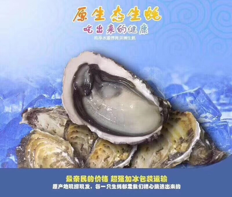 鲜活生蚝福建全壳烧烤生蚝专用代加工半壳生蚝
