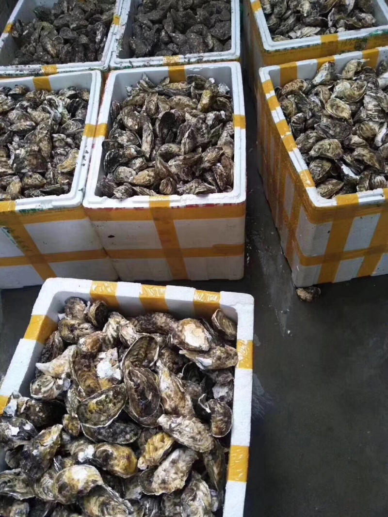 鲜活生蚝福建全壳烧烤生蚝专用代加工半壳生蚝