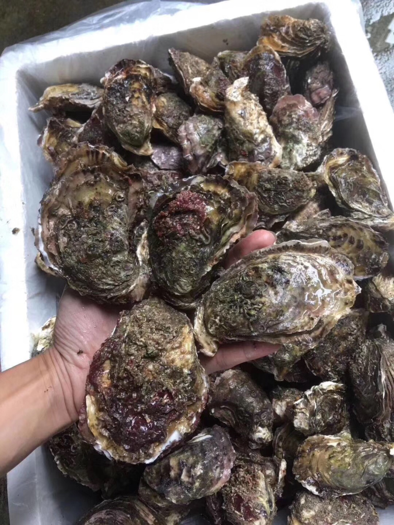 鲜活生蚝福建全壳烧烤生蚝专用代加工半壳生蚝