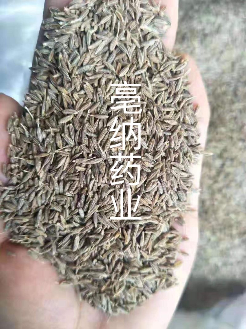 香料大全新疆孜然粒调味料