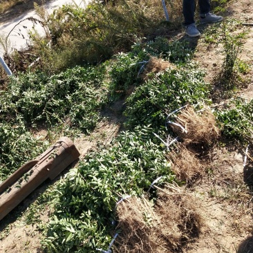 少刺高产量南强二号，产量高，刺少抗旱抗寒，抗病虫害能力强