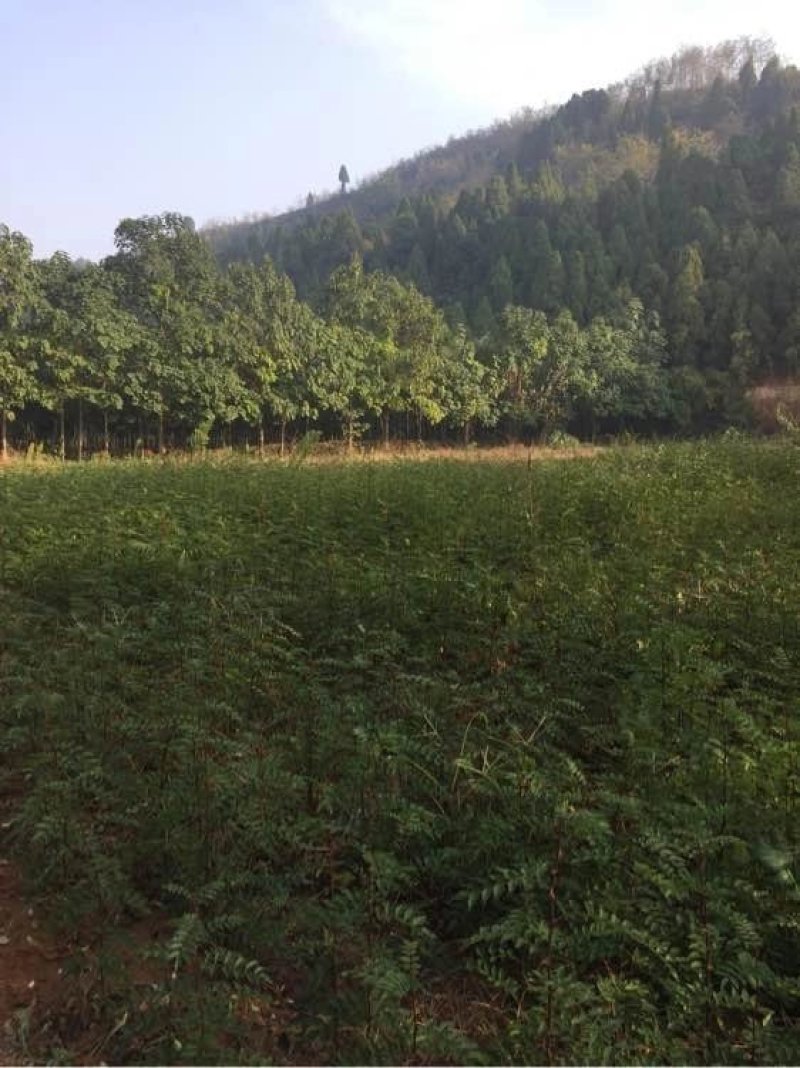 少刺高产量南强二号，产量高，刺少抗旱抗寒，抗病虫害能力强