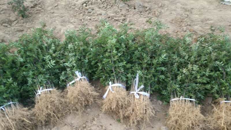 少刺高产量南强二号，产量高，刺少抗旱抗寒，抗病虫害能力强