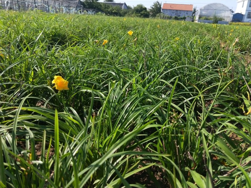 金娃娃萱草优质萱草基地直发欢迎实地看货