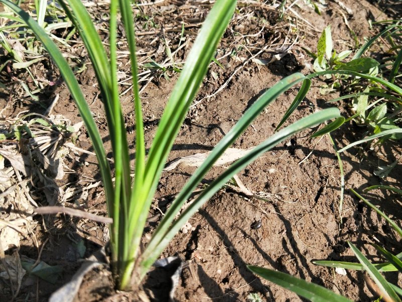金娃娃萱草优质萱草基地直发欢迎实地看货