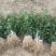 无刺大红袍花椒苗，产量高，抗旱抗寒，