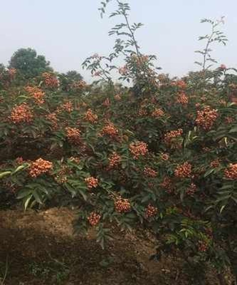无刺大红袍花椒苗，产量高，抗旱抗寒，