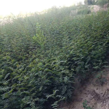 高产量狮子头花椒苗，产量高，刺少，抗旱能力强