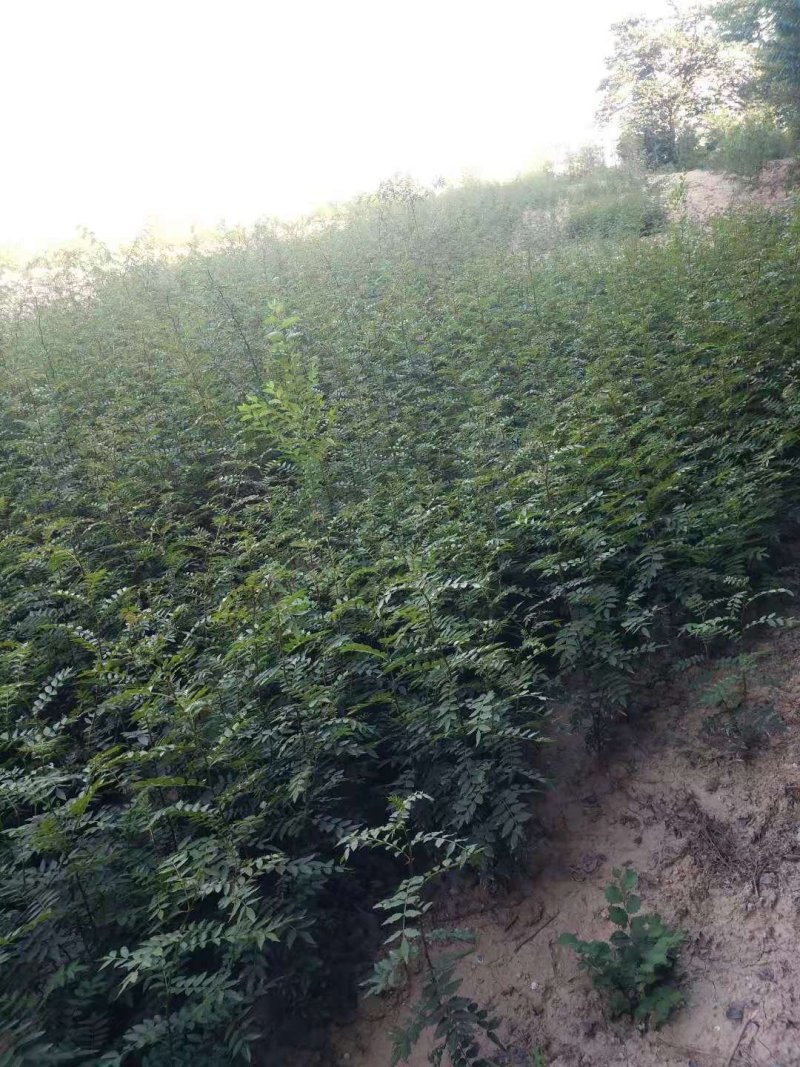 高产量狮子头花椒苗，产量高，刺少，抗旱能力强