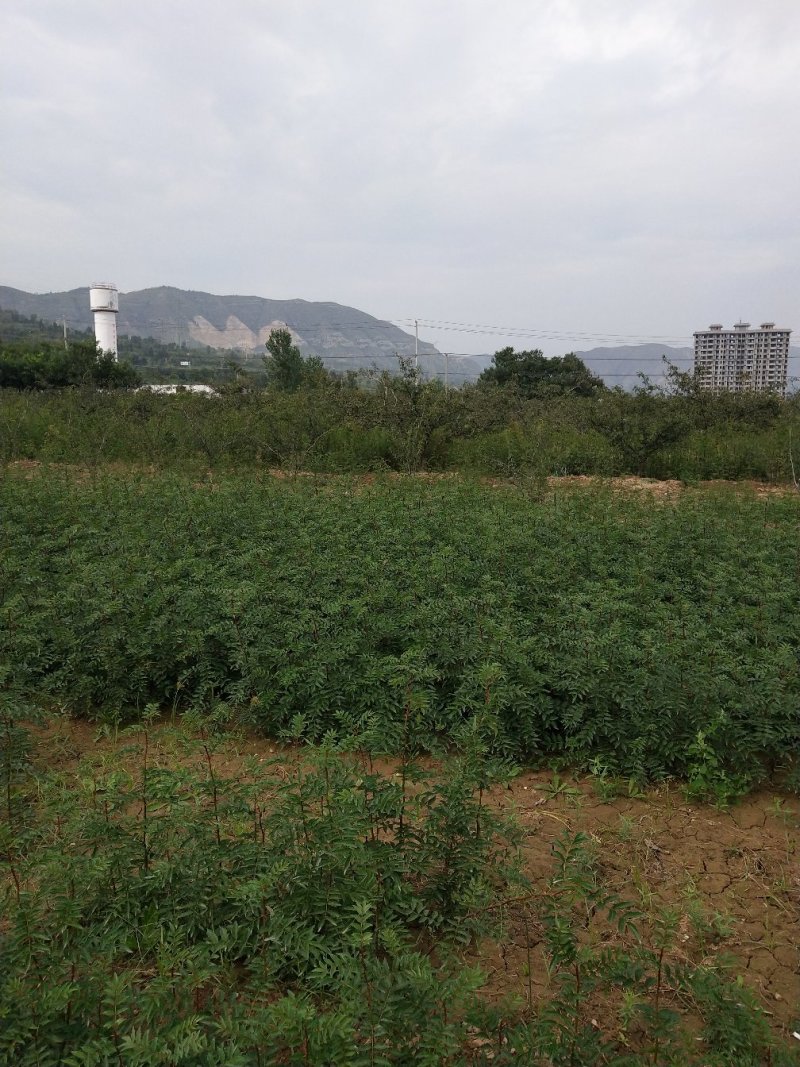 高产量狮子头花椒苗，产量高，刺少，抗旱能力强