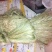 【精品苎麻】纯手工原麻，麻丝，量大从优，长期供应