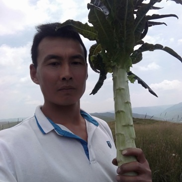 精品莴笋