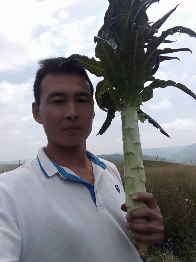 精品莴笋