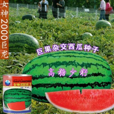 特大西瓜种子女神2000巨龙高产中晚熟长椭圆形皮薄糖度高