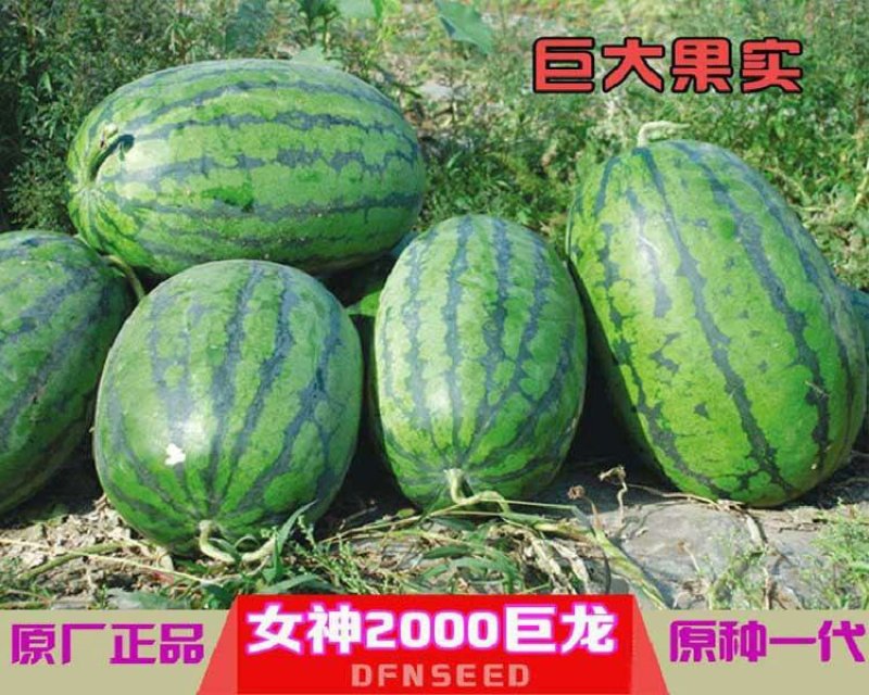 特大西瓜种子女神2000巨龙高产中晚熟长椭圆形皮薄糖度高