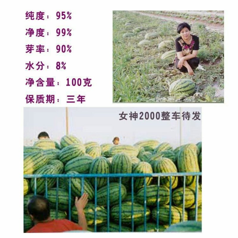 特大西瓜种子女神2000巨龙高产中晚熟长椭圆形皮薄糖度高