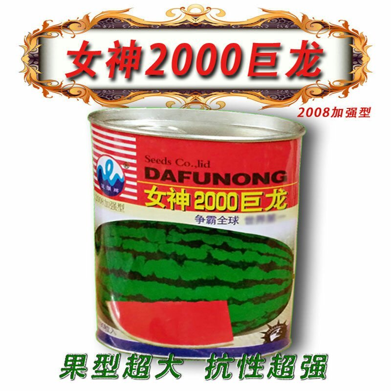 特大西瓜种子女神2000巨龙高产中晚熟长椭圆形皮薄糖度高