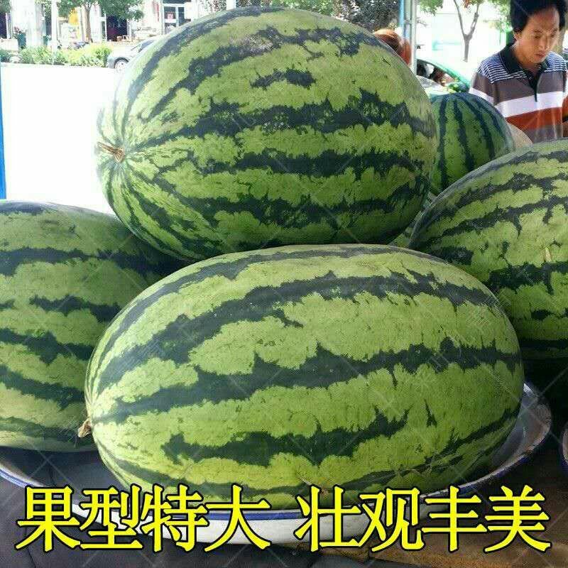 特大西瓜种子女神2000巨龙高产中晚熟长椭圆形皮薄糖度高