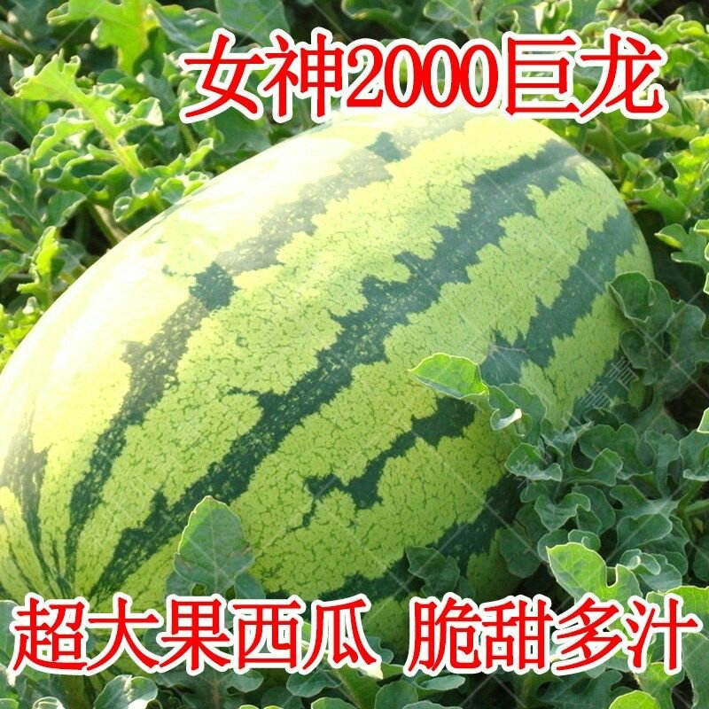特大西瓜种子女神2000巨龙高产中晚熟长椭圆形皮薄糖度高