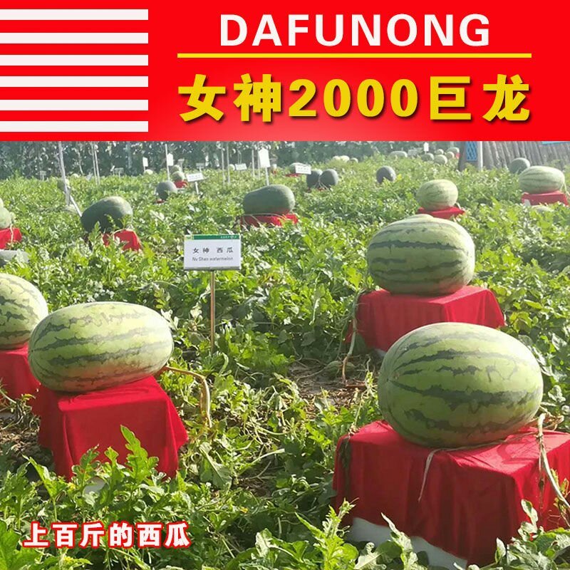 特大西瓜种子女神2000巨龙高产中晚熟长椭圆形皮薄糖度高