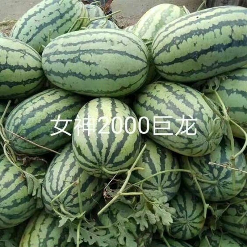 特大西瓜种子女神2000巨龙高产中晚熟长椭圆形皮薄糖度高