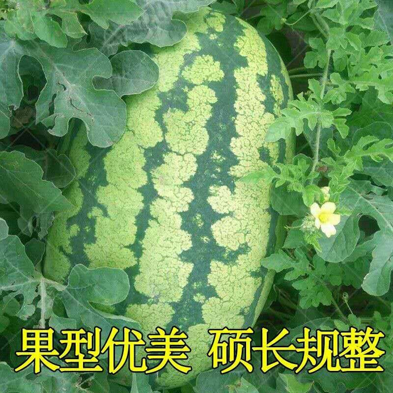 特大西瓜种子女神2000巨龙高产中晚熟长椭圆形皮薄糖度高