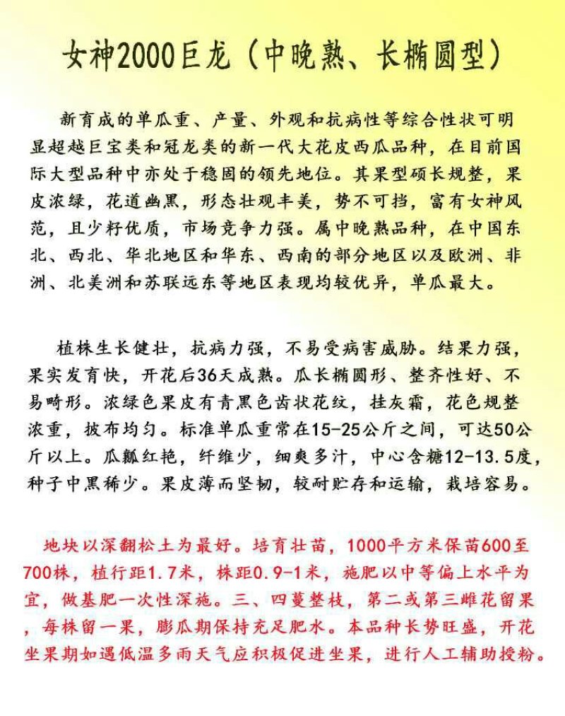 特大西瓜种子女神2000巨龙高产中晚熟长椭圆形皮薄糖度高
