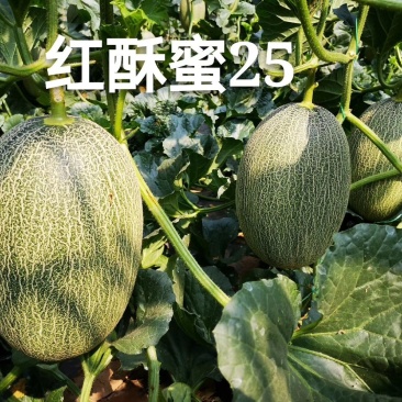 晓蜜25