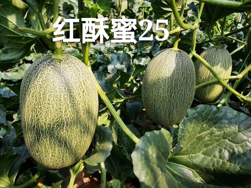 晓蜜25