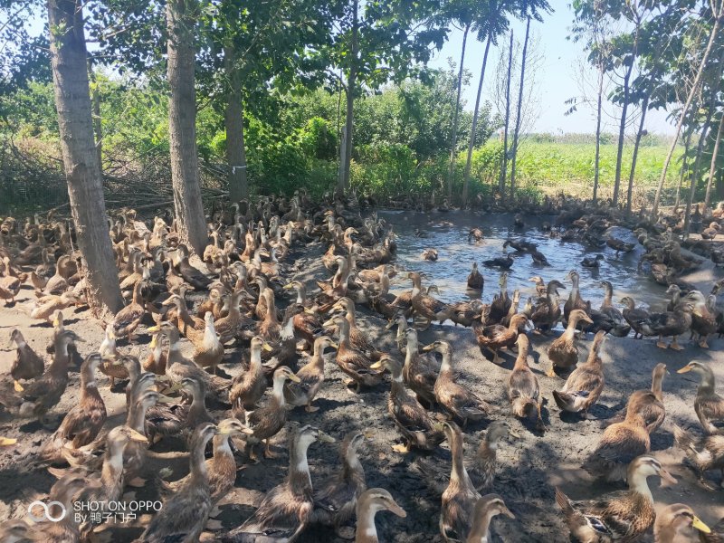 大麻鸭