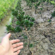 原生黑珍珠罗汉松盆景