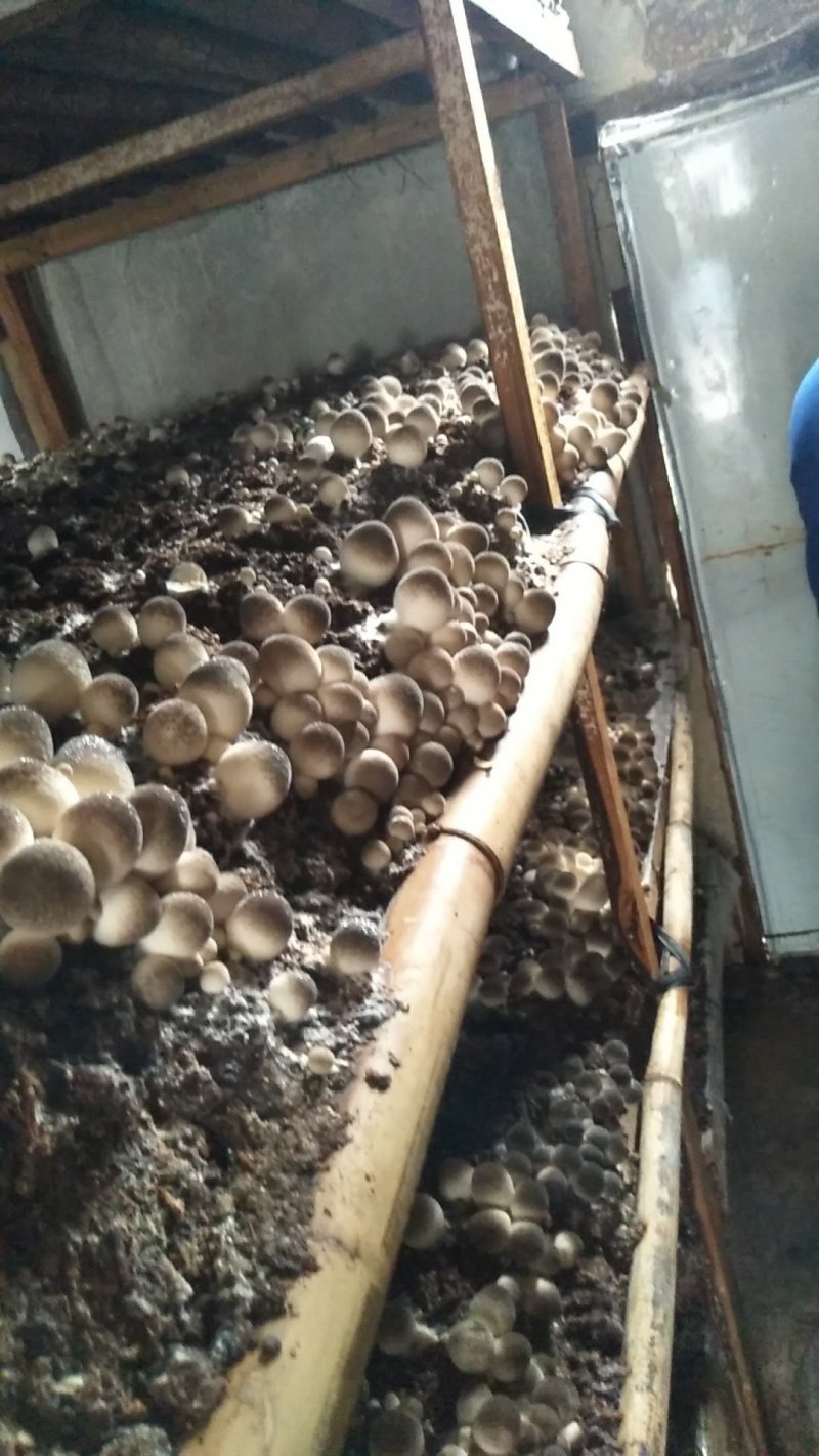 草菇