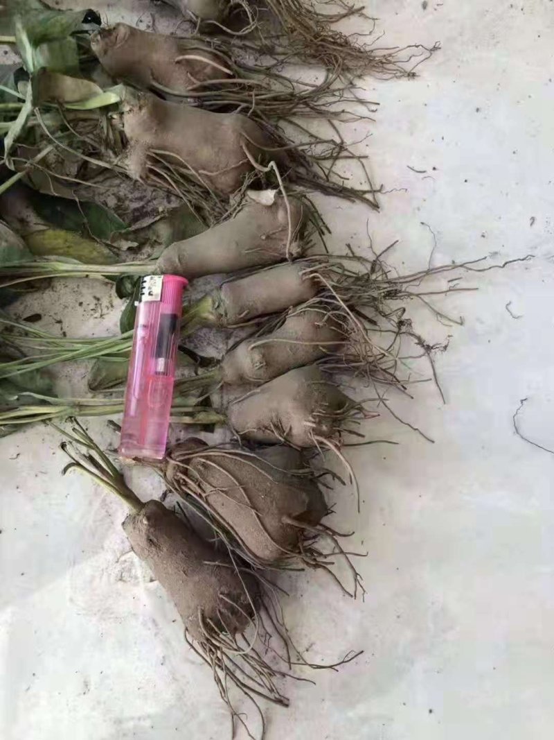 白术芽子