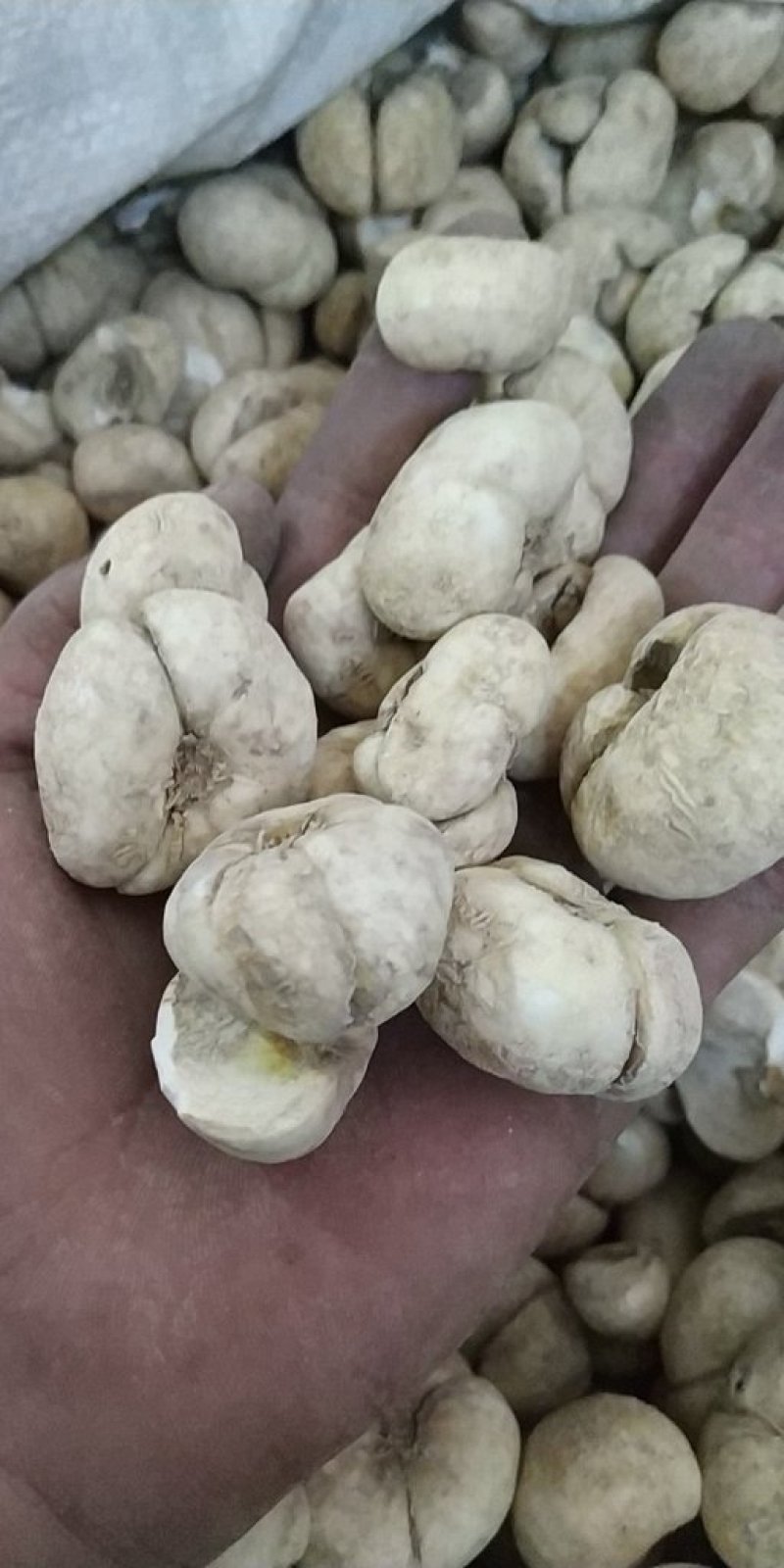 浙贝母大贝批发各种中药材量大从优一手货源