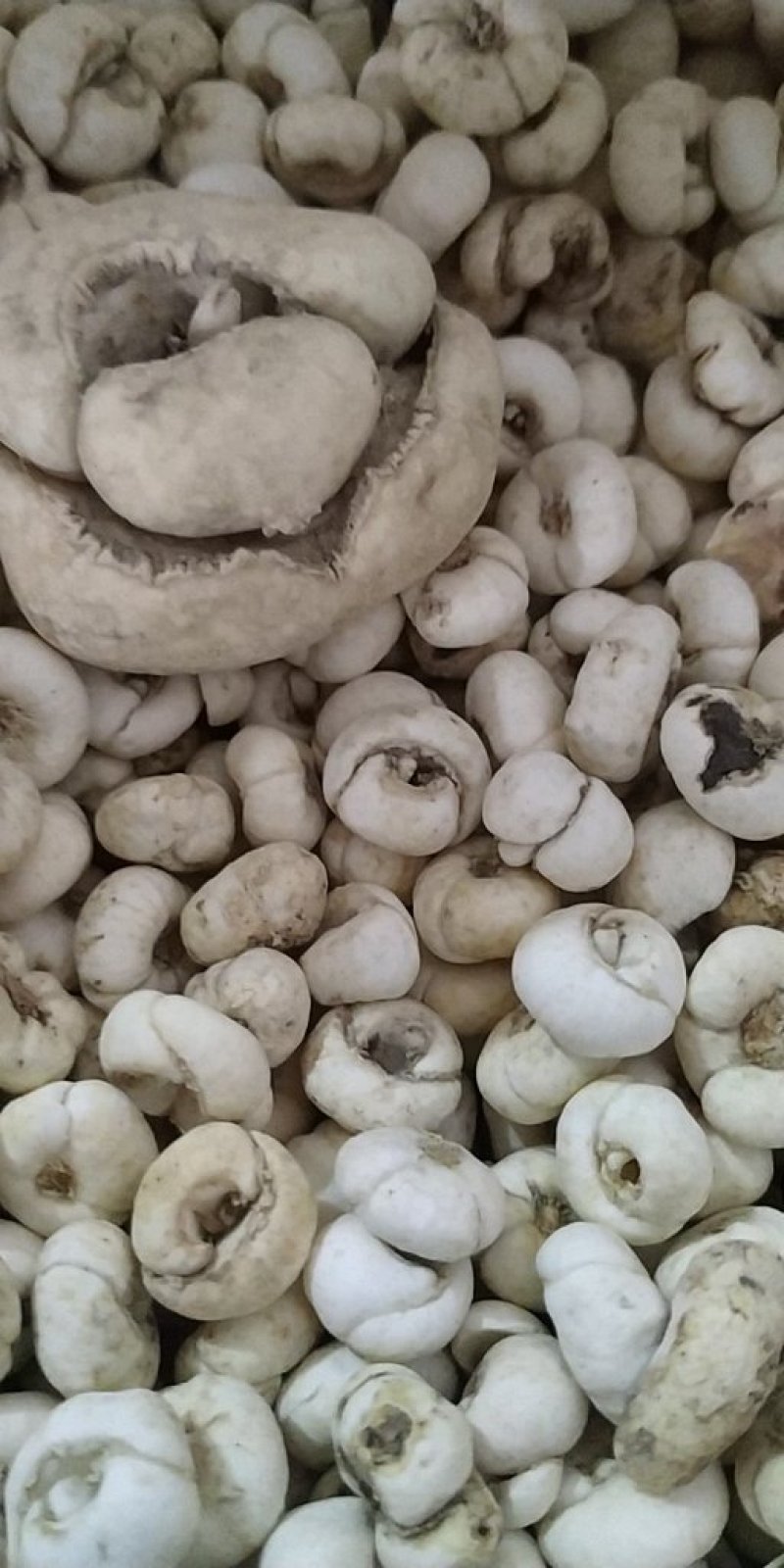 浙贝母大贝批发各种中药材量大从优一手货源
