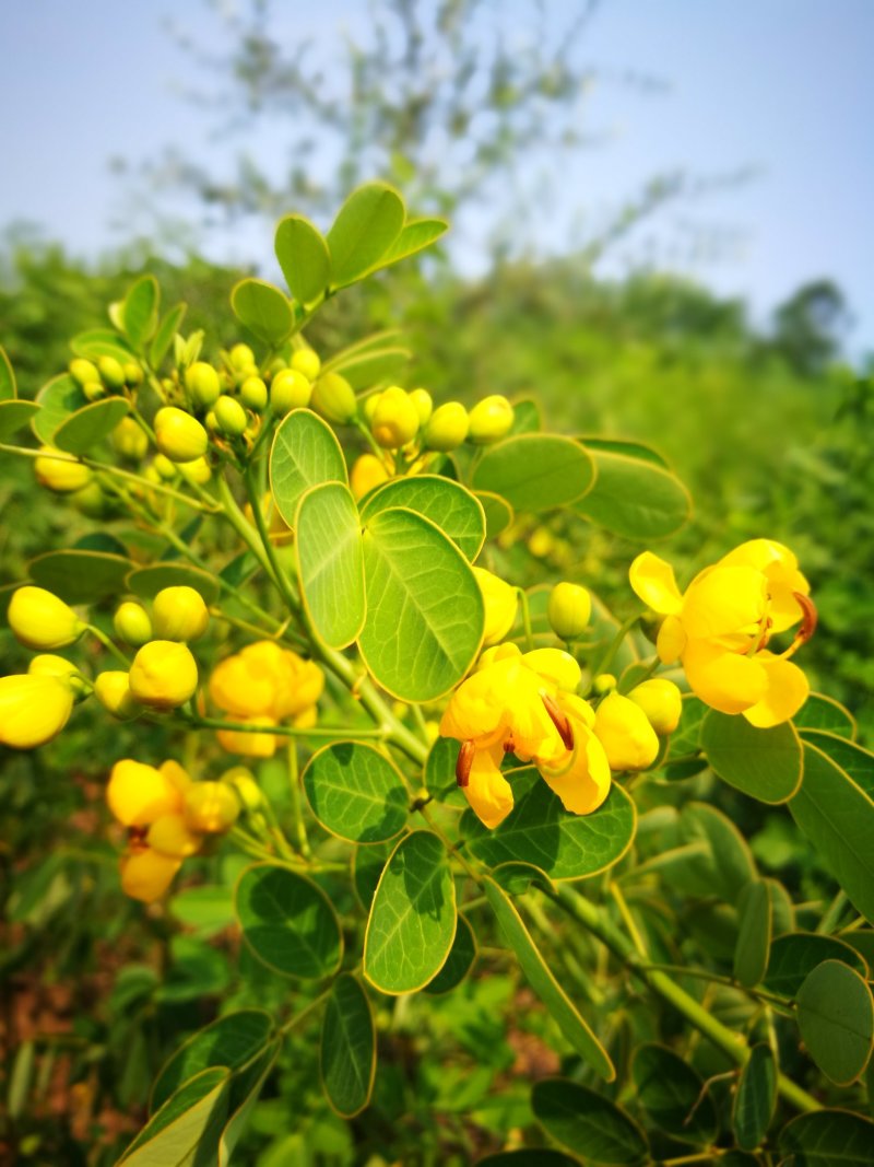 黄花槐黄槐树黄花槐苗