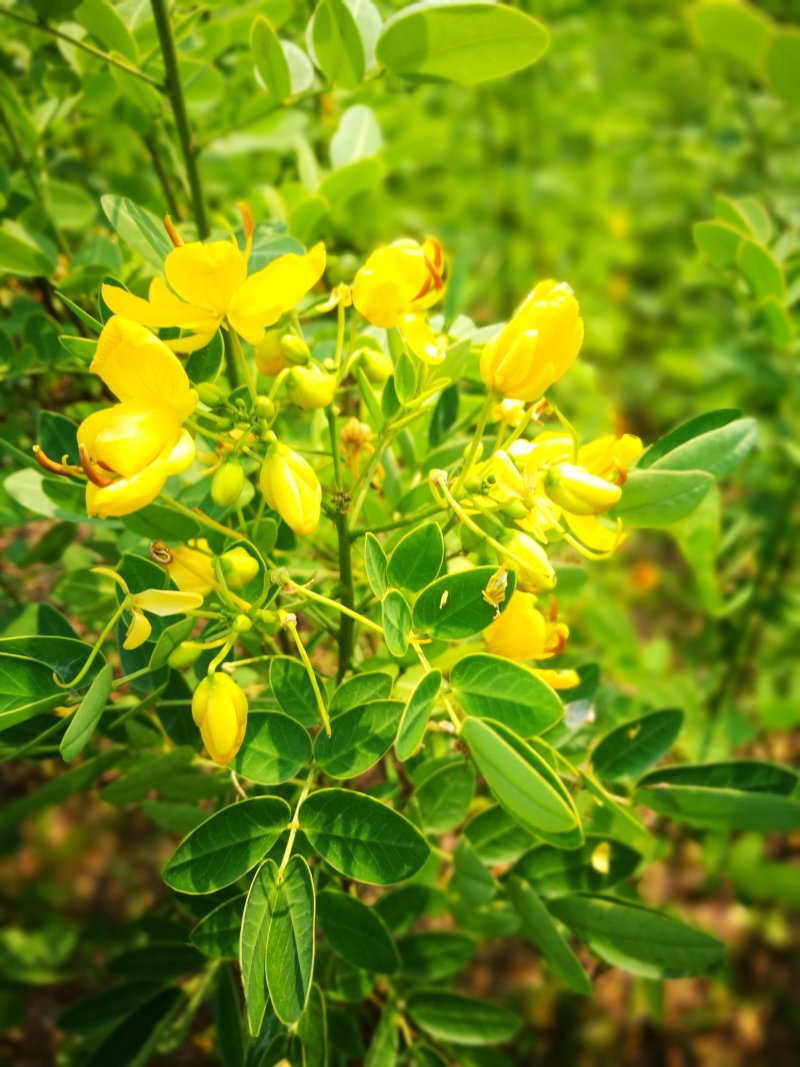 黄花槐黄槐树黄花槐苗