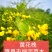 黄花槐黄槐树黄花槐苗