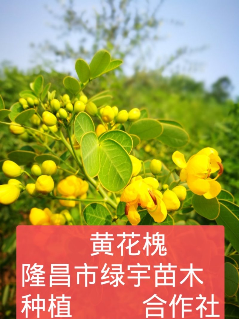 黄花槐黄槐树黄花槐苗
