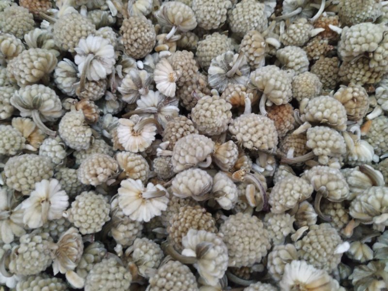 绿萝花批发各种中药材产地直销一手货源
